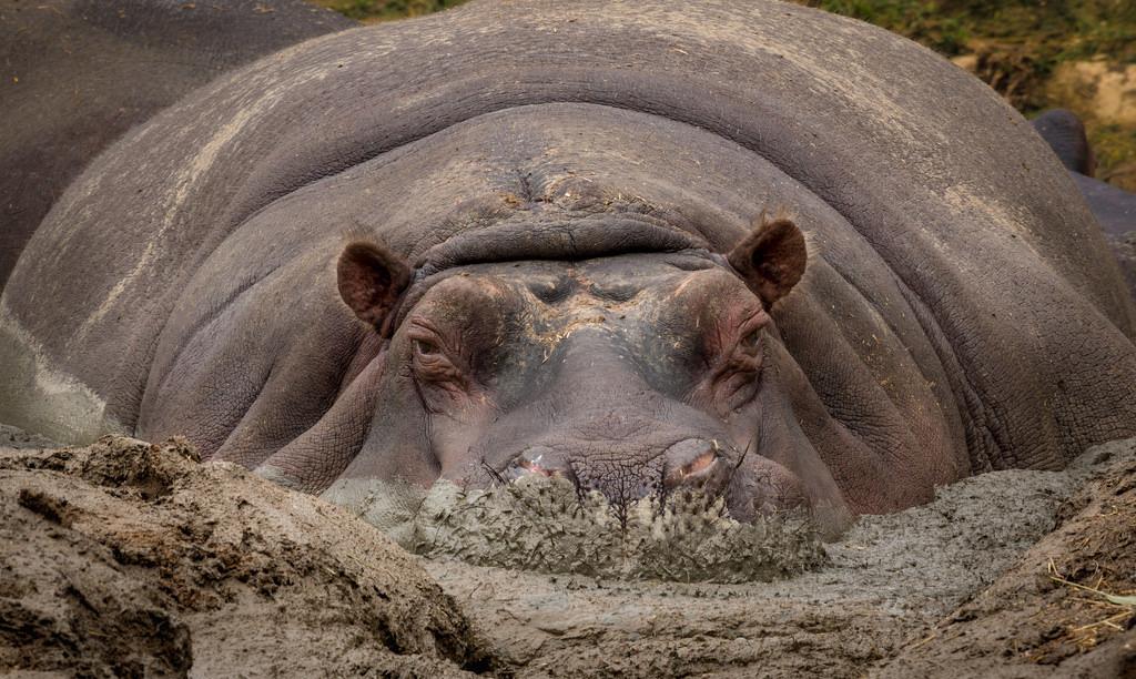 hippo